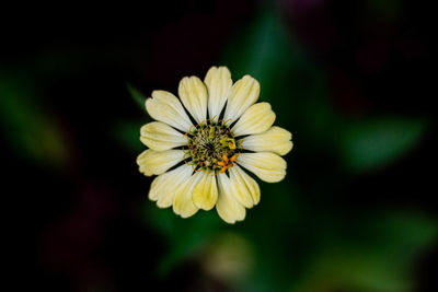 Close-up of yellow flowering plant