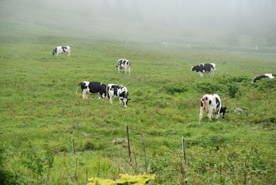 Cows grazing in a field