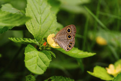 Owl butterfly on a leaf