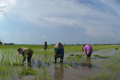 People working on field against sky