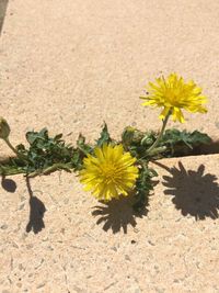 High angle view of yellow flowers on plant