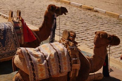 Close-up of camels sitting of floor 