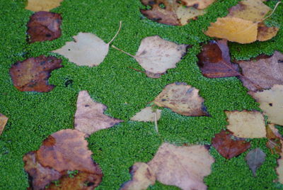 High angle view of grass and leaves