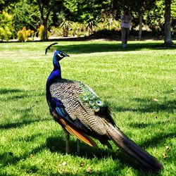 Rear view of peacock on field