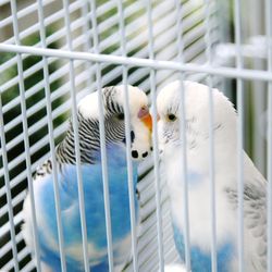 Close-up of parrot in cage