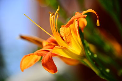 Close-up of yellow flower