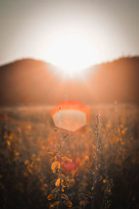 Scenic view of flowering plants on field against sky during sunset