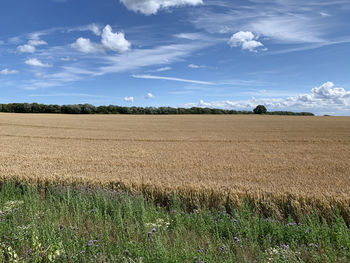 Scenic view of field against sky