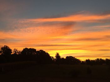 Silhouette of trees at sunset