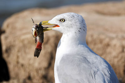 Close-up of seagull with fish