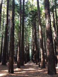 Walkway amidst trees in forest