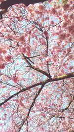 Low angle view of cherry blossom tree