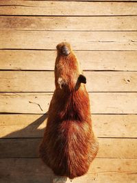 High angle view of an animal on wood