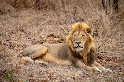 Lioness sitting on field