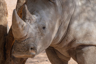 Close-up of elephant