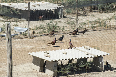 Birds perching on a building