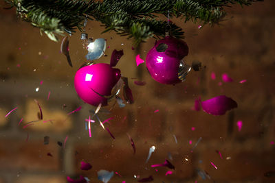 Close-up of bursting christmas bauble hanging on tree at home