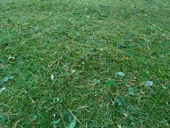 High angle view of grass on field