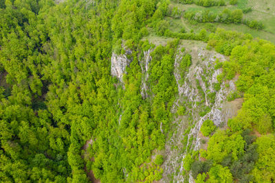 Aerial view of limestone cliffs in a green forest