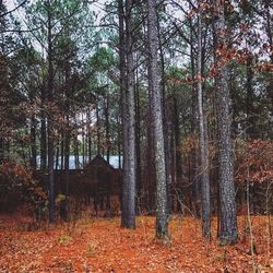 Trees in forest against sky