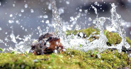 Close-up of frogs mating on splashing water