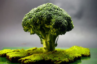 Broccoli and moss