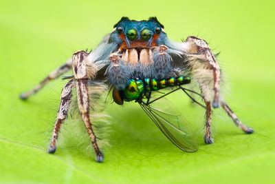 Close-up of spider