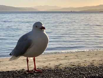 Good morning from a seagull 