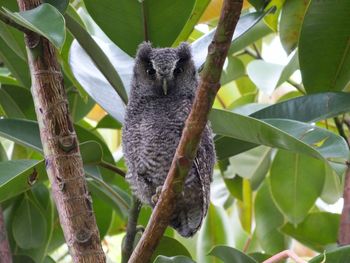 Low angle view of cat on tree