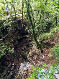 Trees in forest