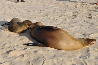 High angle view of sea resting on beach