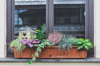 Potted plants on window sill