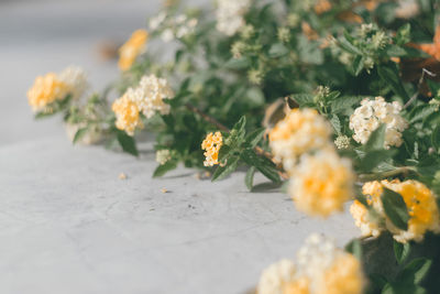 Close-up of yellow flowering plant