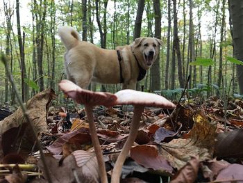 Dog in forest