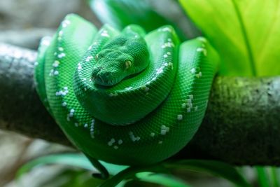 Close-up of green snake