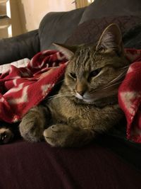 Close-up of cat relaxing on sofa at home