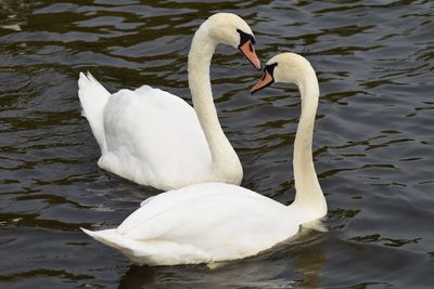 White swans swimming in lake