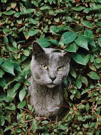 Portrait of cat amidst plants