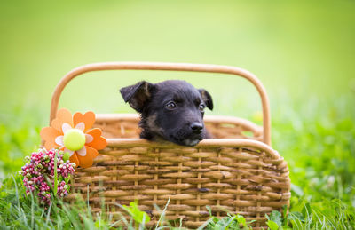 Close-up of a puppy in basket