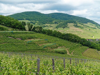 Scenic view of vineyard against sky