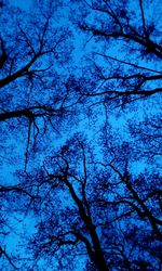 Low angle view of bare trees against sky