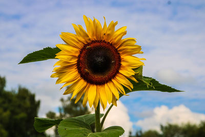 Sunflower closeup