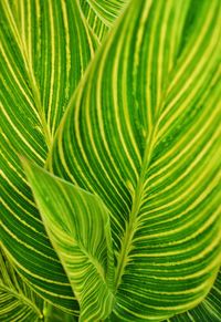 Full frame shot of green leaves