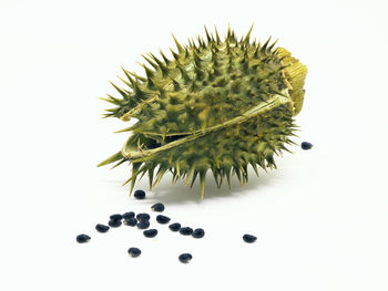 High angle view of berries against white background