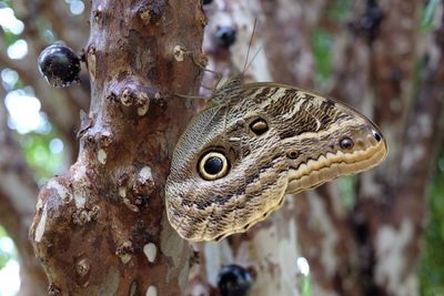 Close-up of lizard on tree trunk