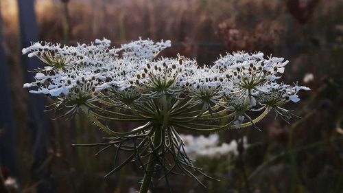 Close-up of white flowering plants during winter