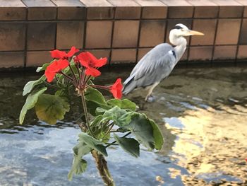 Close-up of bird perching on a flower