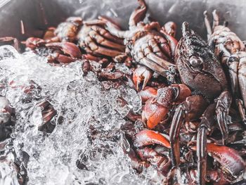 High angle view of crabs for sale in market