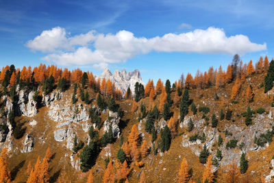 Trees on landscape against sky