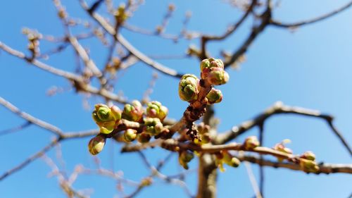 Low angle view of berries on tree against sky